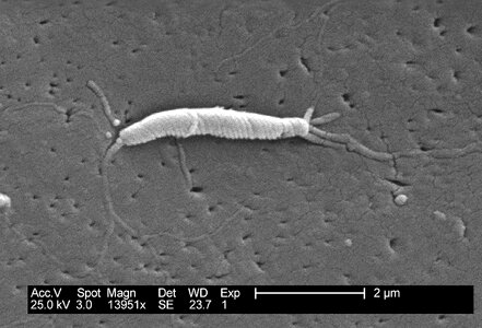 Bacteria close close-up