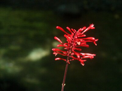 Flora plants plant wildlife