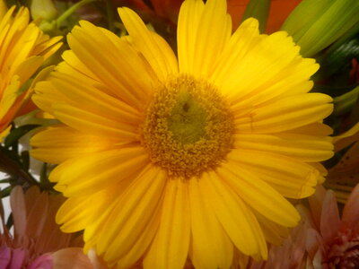 Yellow Sunflower photo