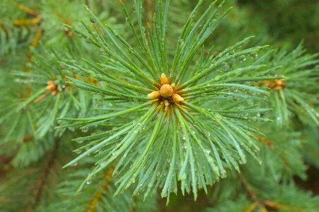 Branch conifer conifers photo