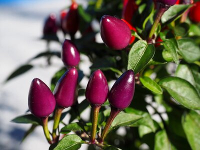 Violet red capsicum salsa photo