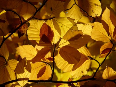 Deciduous tree golden autumn golden october photo