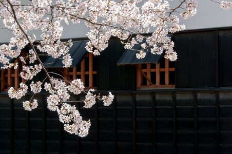 Cherry blossom japan flower pink photo