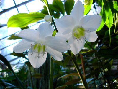 Botanical garden floral plant
