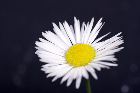 camomile