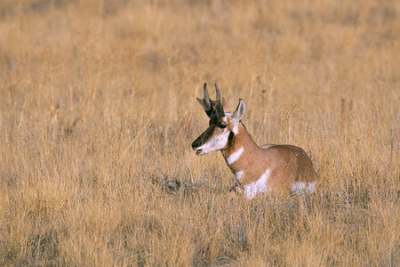 Peninsular pronghorn