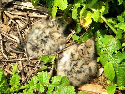 Nest  