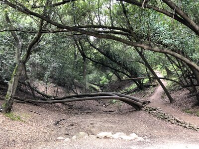 Forest Path tree nature photo