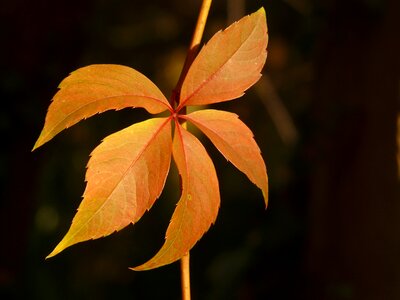 Leaves red autumn photo