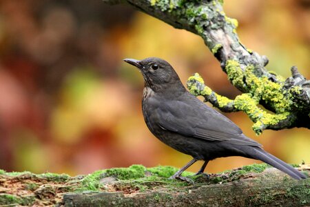 Blackbird bird autumn photo