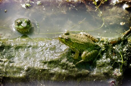 Slimy animal wildlife photo