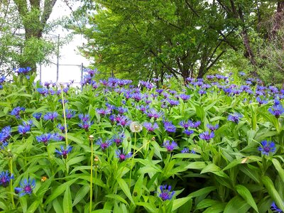 Beautiful beautiful flowers blooming photo