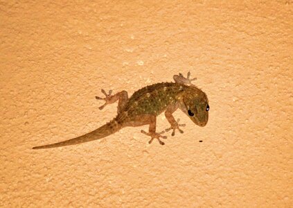 Gecko lizard animal photo