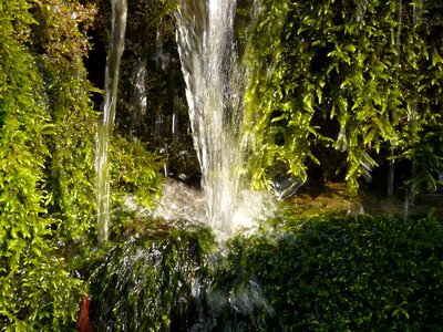 Bubble tufa moss