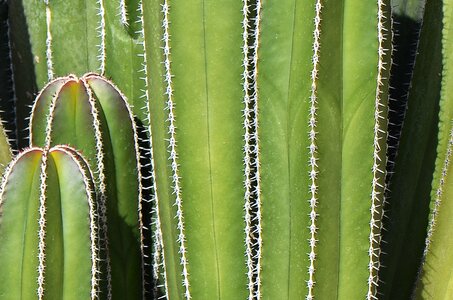 Thorns green cacti