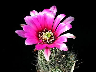 Cactus nectar plant photo
