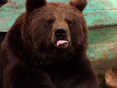 Bear brown bear grizzly