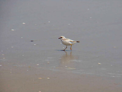 Piping plover-5 photo