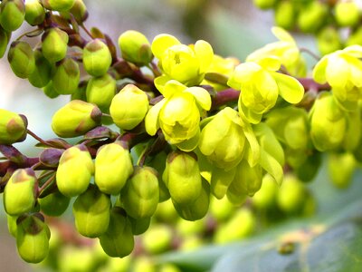 Greenish-yellow plant garden