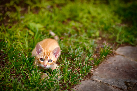 Small Kitten Getting ready to pounce photo