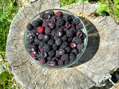 Berry black berries harvest photo