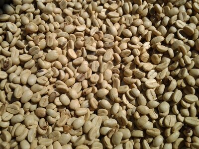 From coffee seeds coffee bean aroma photo