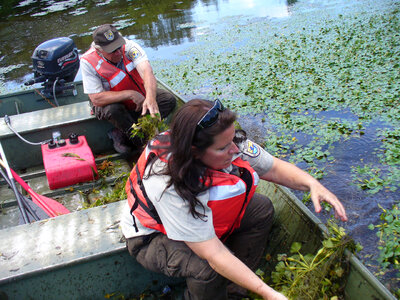 Pulling Water chestnut photo