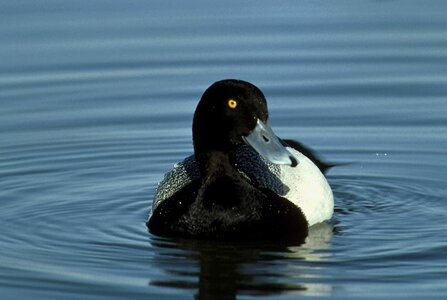 Aythya Marila bird frontal photo