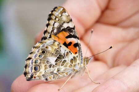 Edelfalter insect summer