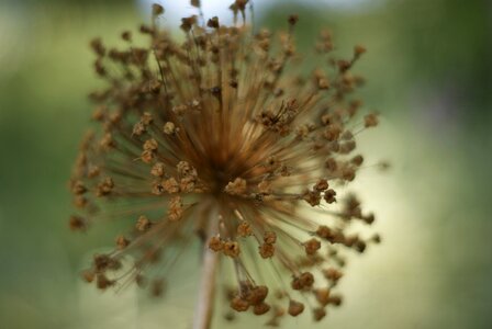 Plant natural blossom
