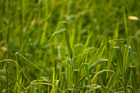 Green Crops In Farm photo