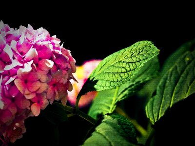 Bloom nature pink flower