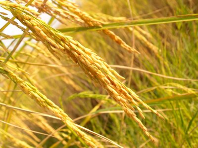 Agriculture cereal dry