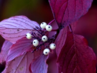 Berries plant bush photo