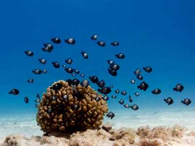 Cauliflower coral and Hawaiian Domino Damselfish 