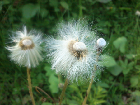 Fluffy plants floral