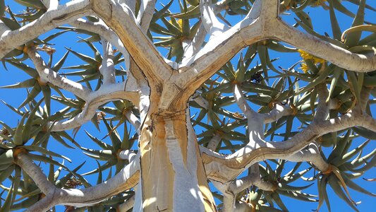 Desert namibia kokerboom