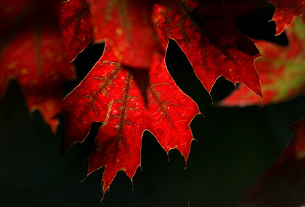 Red Autumn Leaves Free Photo photo