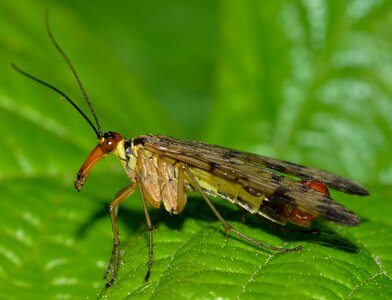 Communis male insects photo