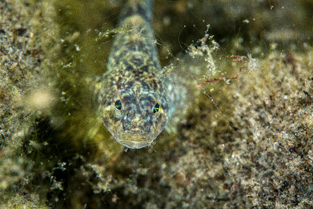 Slimy sculpin-7