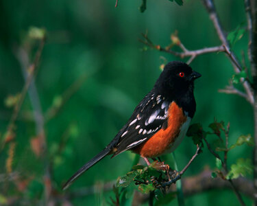 Spotted towhee-2 photo