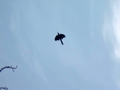 Crow overhead 