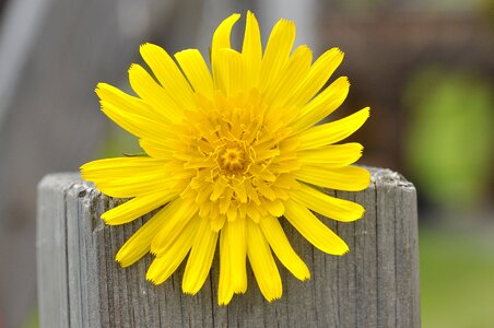 Pointed flower blossom bloom photo