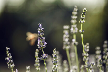 Blurry lavender field photo