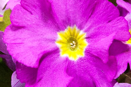 Magenta genus primrose greenhouse