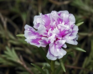 Beautiful beautiful flowers biology