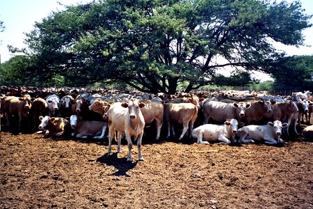 Africa cows photo