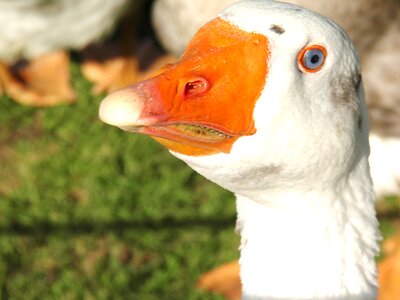 Animal poultry bill
