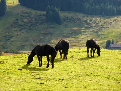 Animal ride nature