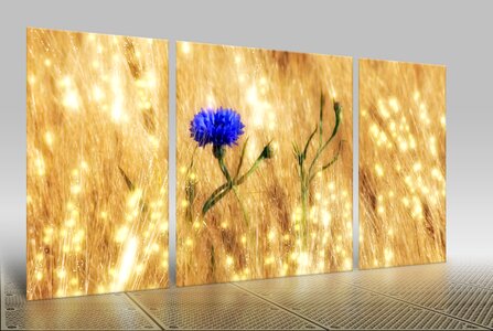 Arable agriculture cornflower